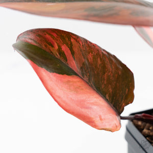 Philodendron 'Princess of Fire' (wk42-L212)