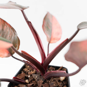 Philodendron 'Princess of Fire' (wk42-L212)