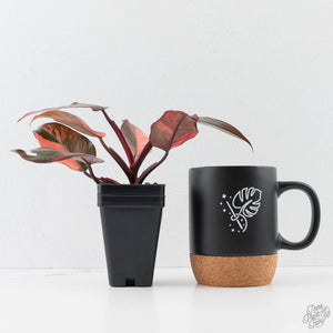 Philodendron 'Princess of Fire' (wk42-L212)