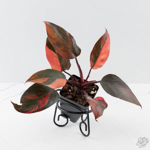 Philodendron 'Princess of Fire' (wk42-L212)