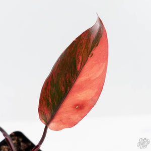 Philodendron 'Princess of Fire' (wk42-L212)
