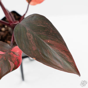 Philodendron 'Princess of Fire' (wk42-L212)