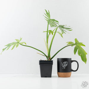 Philodendron Radiatum Variegated (wk42-L195)