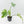 Philodendron Radiatum Variegated (wk42-L195)