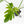 Philodendron radiatum variegated (wk35-L195)