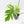 Philodendron Radiatum Variegated (wk42-L195)