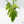 Philodendron Radiatum Variegated (wk42-L195)