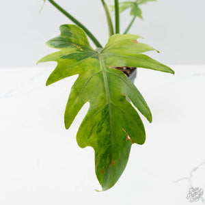 Philodendron Radiatum Variegated (wk42-L195)