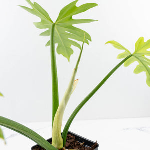 Philodendron radiatum variegated (wk35-L195)