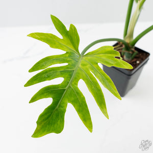 Philodendron Radiatum Variegated (wk42-L195)