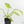 Philodendron radiatum mint variegated (wk15-E)