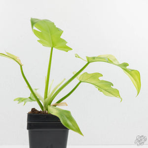 Philodendron radiatum mint variegated (wk15-E)