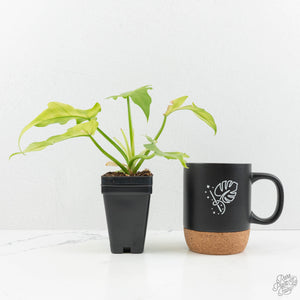 Philodendron radiatum mint variegated (wk15-E)