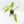Philodendron radiatum mint variegated (wk15-E)