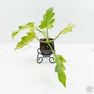 Philodendron radiatum mint variegated (wk15-E)