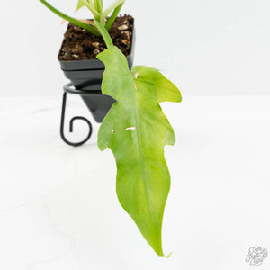 Philodendron radiatum mint variegated (wk15-E)