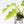 Philodendron radiatum mint variegated (wk15-E)