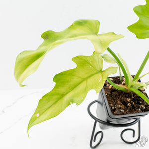 Philodendron radiatum mint variegated (wk15-E)
