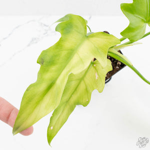 Philodendron radiatum mint variegated (wk15-E)