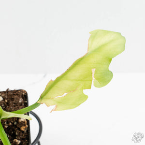 Philodendron radiatum mint variegated (wk15-E)