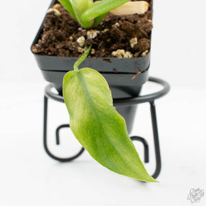 Philodendron radiatum mint variegated (wk15-E)