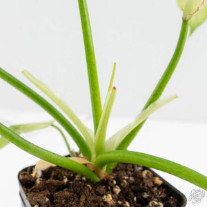 Philodendron radiatum mint variegated (wk15-E)