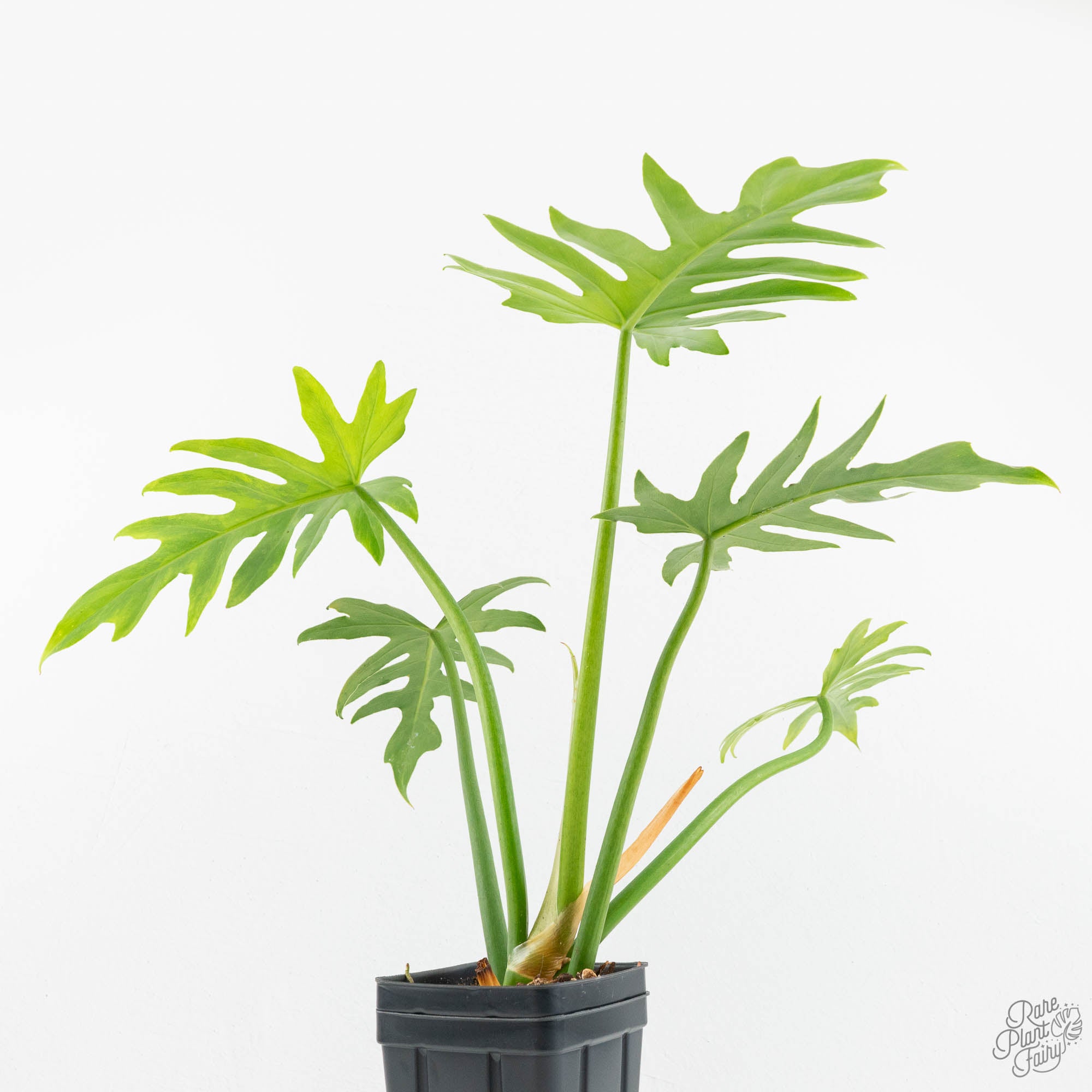 philodendron radiatum for sale Philodendron radiatum variegated (wk18-P)