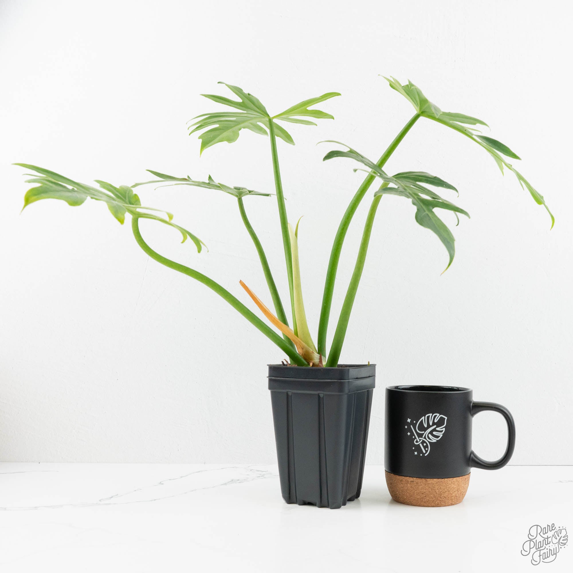 philodendron radiatum care Philodendron radiatum variegated (wk18-P)