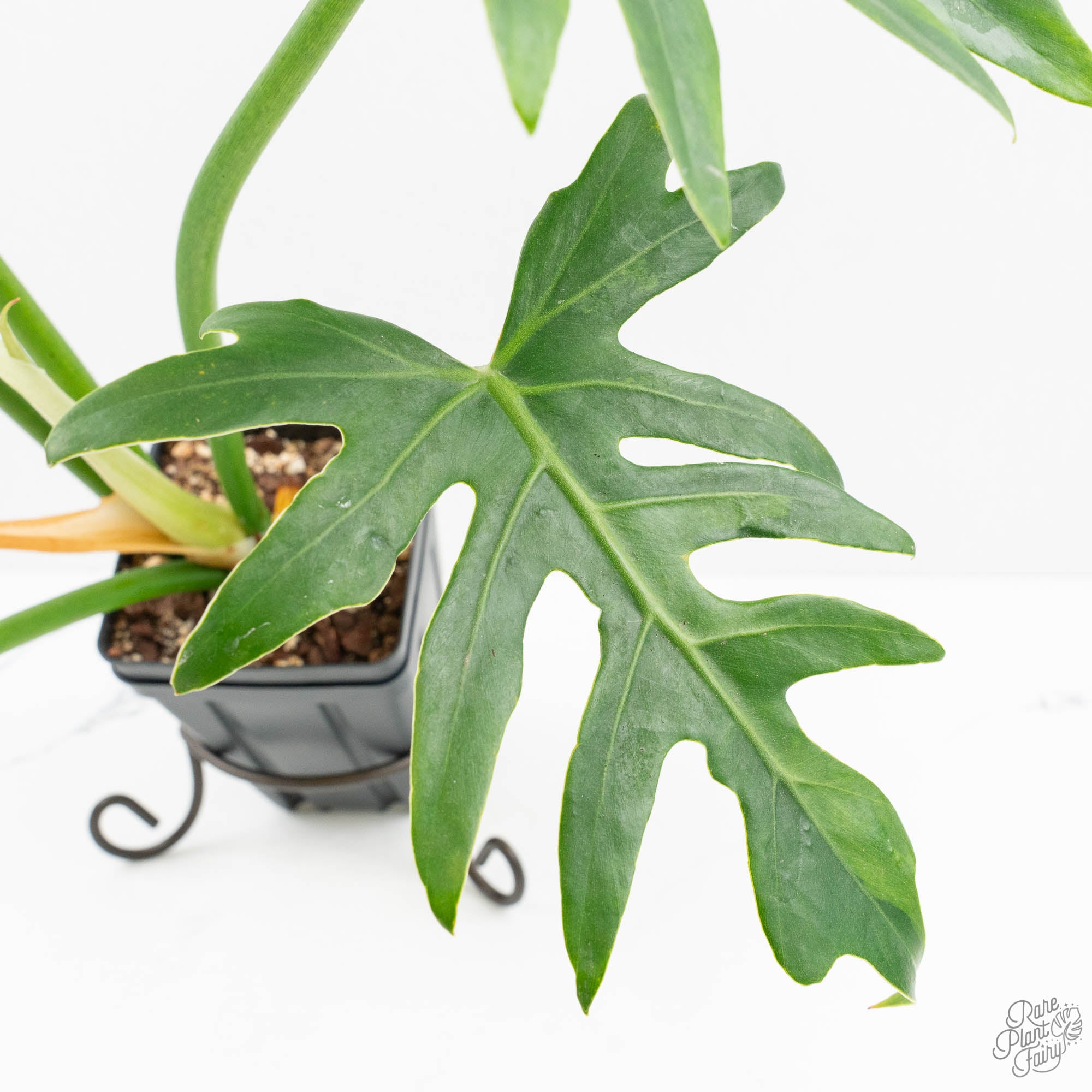 philodendron radiatum juvenile Philodendron radiatum variegated (wk18-P)