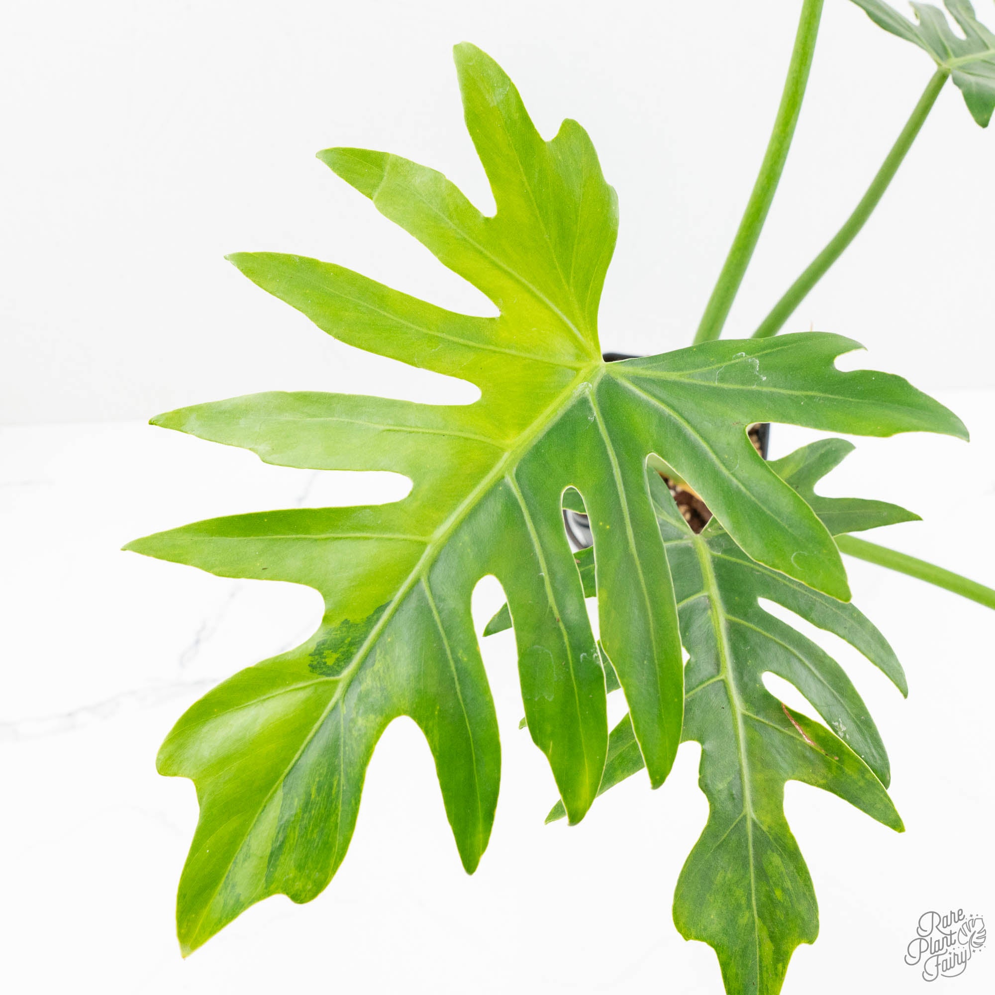 philodendron radiatum juvenile Philodendron radiatum variegated (wk18-P)