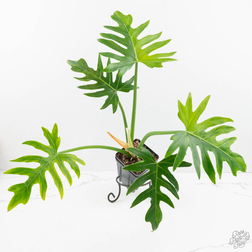 philodendron radiatum variegated Philodendron radiatum variegated (wk18-P)