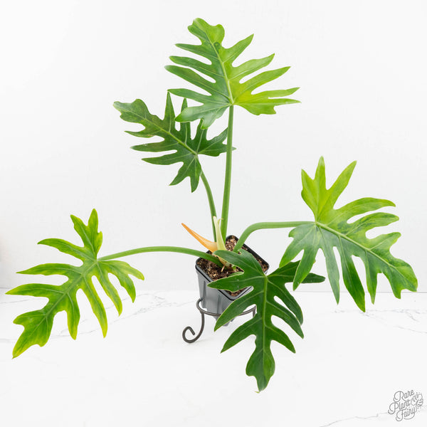 Philodendron radiatum variegated (wk18-P) – Rare Plant Fairy