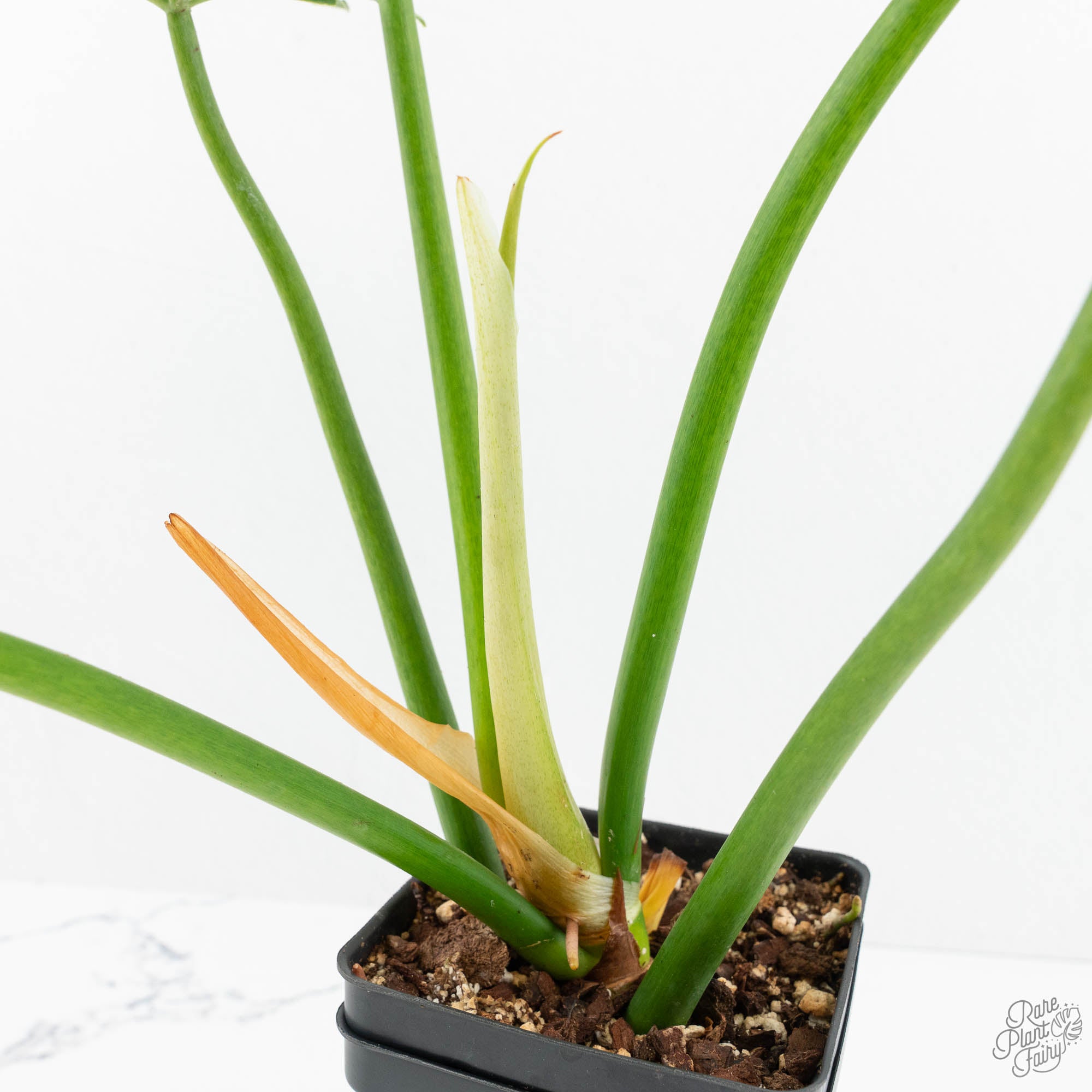philodendron radiatum variegata Philodendron radiatum variegated (wk18-P)