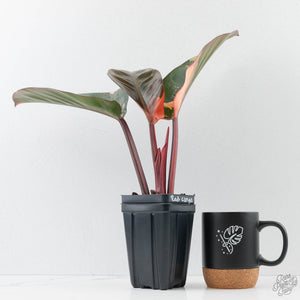 Philodendron 'Red Congo' Variegated (wk42-U111)