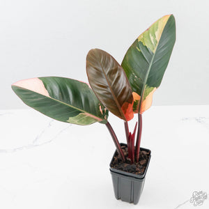Philodendron 'Red Congo' Variegated (wk42-U111)