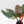 Philodendron 'Red Congo' Variegated (wk42-U111)