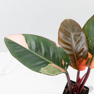 Philodendron 'Red Congo' Variegated (wk42-U111)