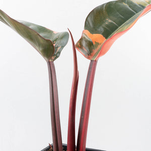 Philodendron 'Red Congo' Variegated (wk35-U111)
