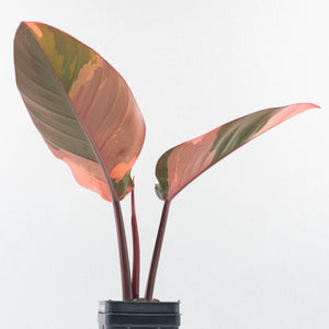 Philodendron 'Red Congo' Variegated (wk35-U111)