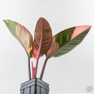 Philodendron 'Red Congo' Variegated (wk42-U111)