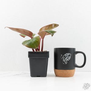 Philodendron 'Red Congo' Mint Variegated (wk16-P)