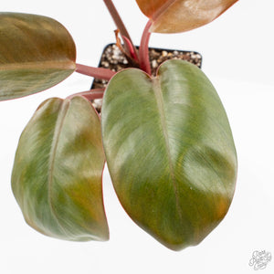 Philodendron 'Red Congo' Mint Variegated (wk16-P)
