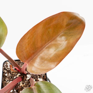 Philodendron 'Red Congo' Mint Variegated (wk16-P)
