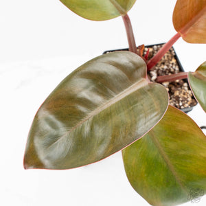Philodendron 'Red Congo' Mint Variegated (wk16-P)