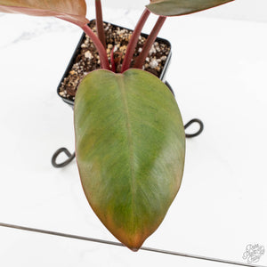 Philodendron 'Red Congo' Mint Variegated (wk16-P)