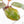 Philodendron 'Red Congo' Mint Variegated (wk16-P)