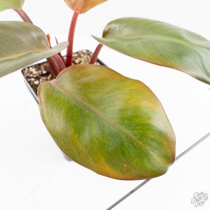Philodendron 'Red Congo' Mint Variegated (wk16-P)