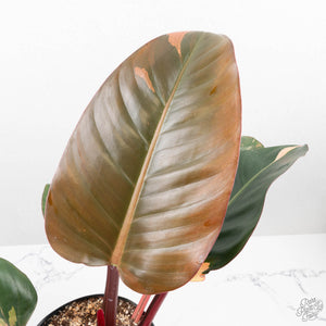 Philodendron 'Red Congo' Variegated (wk20-UA)