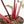 Philodendron 'Red Congo' Variegated (wk20-UA)