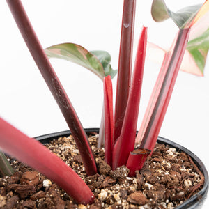 Philodendron 'Red Congo' Variegated (wk20-UA)